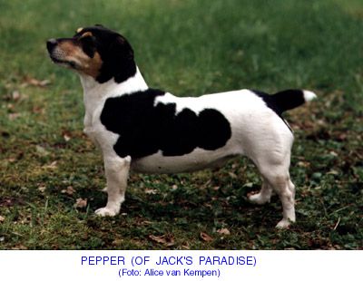 Pepper of Jack's Paradise