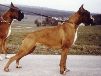 Baffi vom Höchstberg