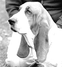 Whitline Little Nell