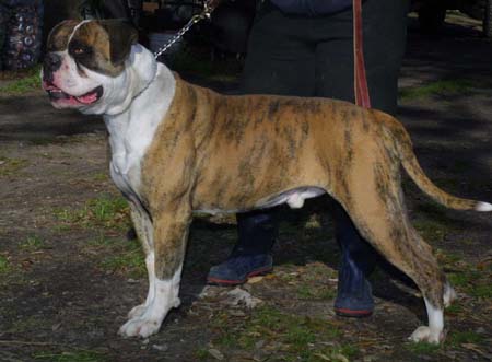 CH A&K's Capone