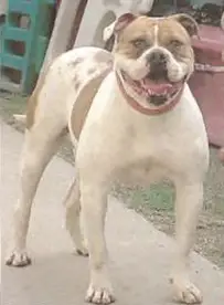 Torrez's Nova of Wildwood