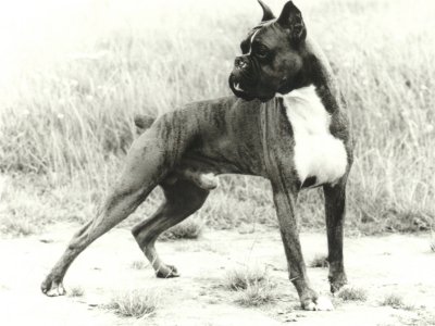 Max von Wolken