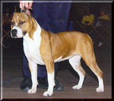 CH Skyline's Instant Karma