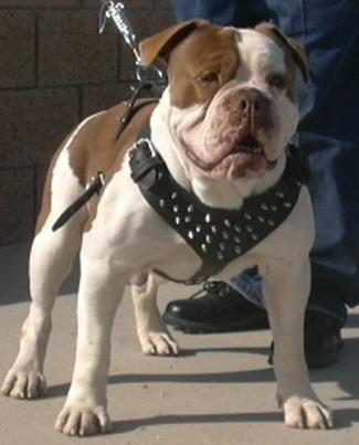 Gargoyle's Zeus