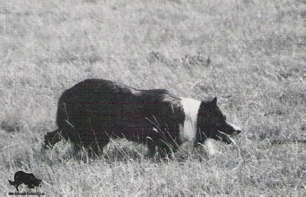 Int Sup Ch '91/'94 Spot ISDS 161819