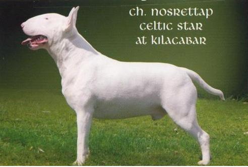 CH UK Nosrettap Celtic Star At Kilacabar