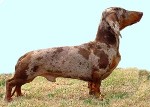 Qua-Linea Alias Columbus