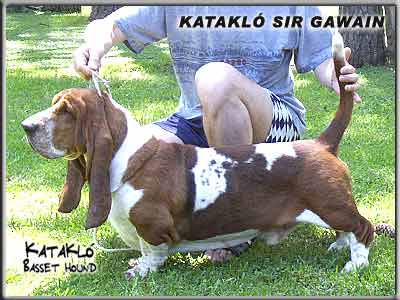 Kataklo Sir Gawain