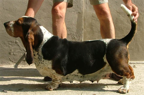 Ulma del galavrone
