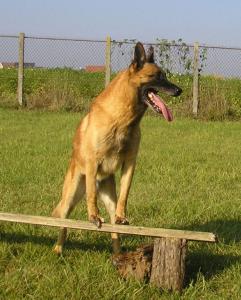 Mistral du Calvaire aux Acacias