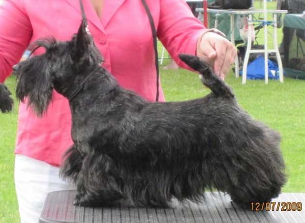 INTCH/PL/ROM/UKU/BLS LADY JASMINE Quadrupedium