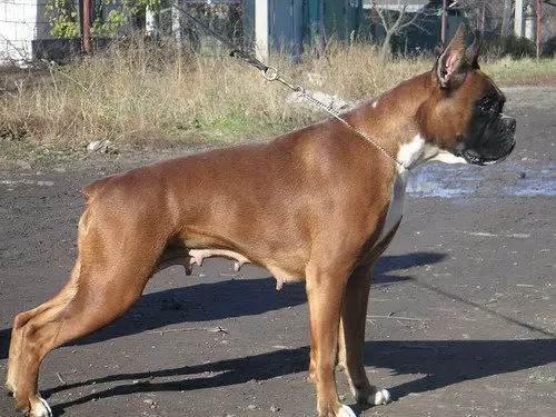 Viva della Rocca dei Papi