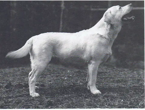 FIN CH Pastime's Toothsome