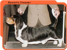Bewitch's dreamer