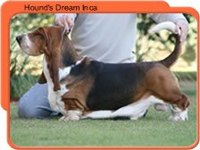 Hound's dream Inca