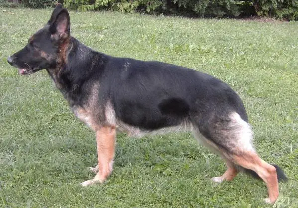 G Yule vom Höllbachgrund