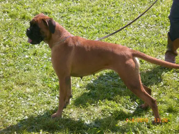 Dafne Il Tempio Degli Dei