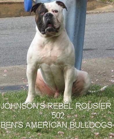 Johnson's Rebel Rousier 502 of BENSAB