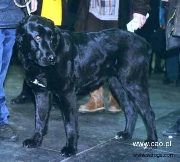 RUS CH Zhul-Duz iz Russkoi Legendy