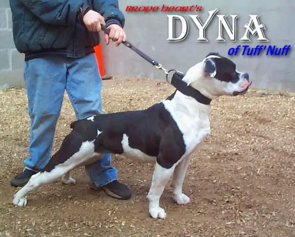 Brave Heart's Dyna of Tuff N Uff