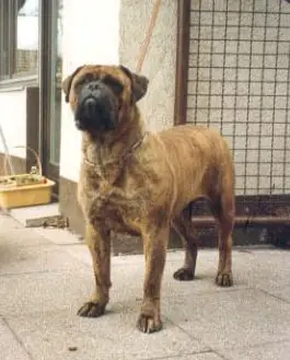 Ebony-Face Vom Frankental