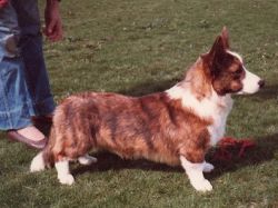 Joseter Geefax