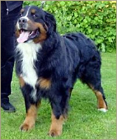 Zandrina's Mr. Jackson