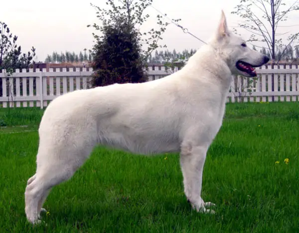 RUS CH RUS J CH Born to Win White Arizona