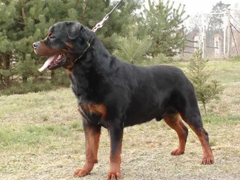 INTCHPL,DTVDH-CH Wiktor von Geranshof