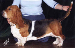 Woferlow Hello Dolly