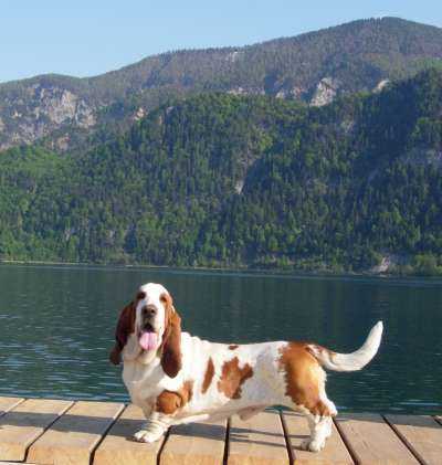 Velvet Bohemia Horrido