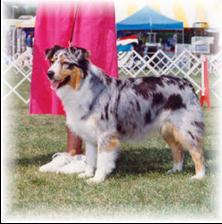 Briarbrook's All That Jazz