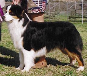 AKC/ASCA CH Woodstocks Hotter Than Blazes