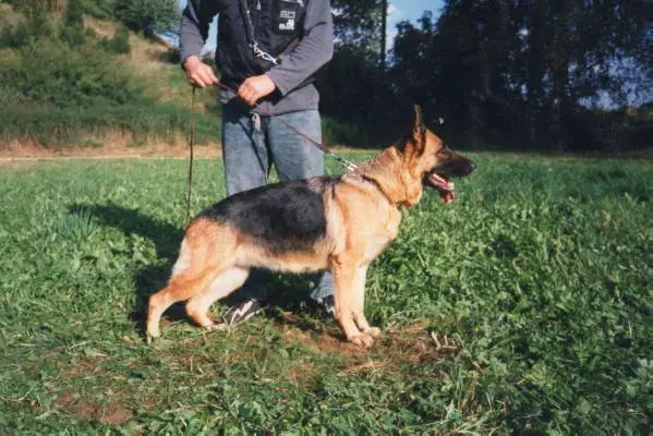 Despina von der Kahler Heide