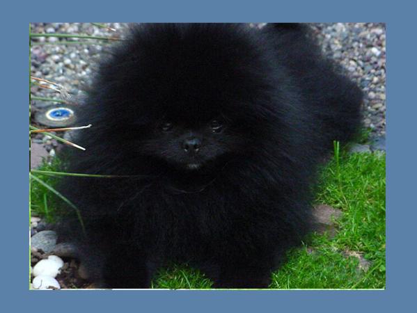 Finch'S Playing To Win Parti