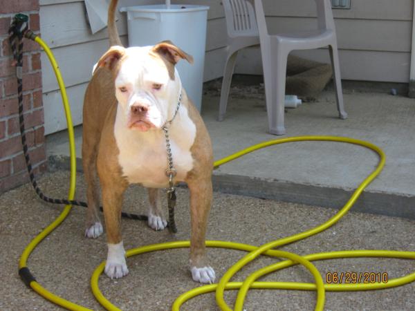 JPK's Queen Denali of Tough Enough