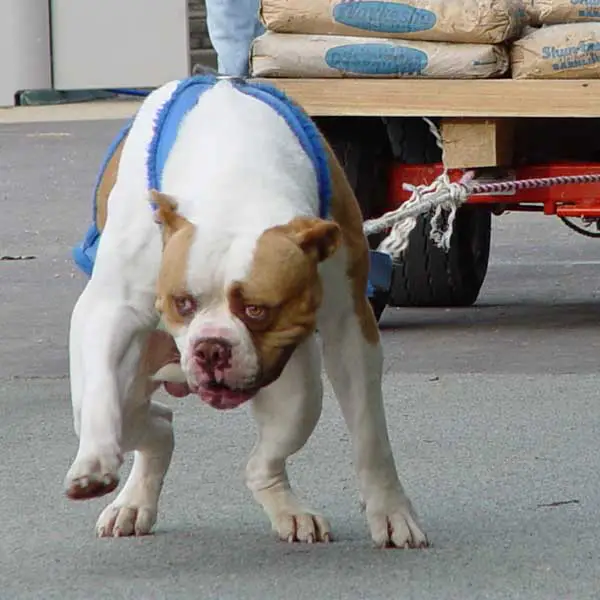 Leist's Swooping Scooby