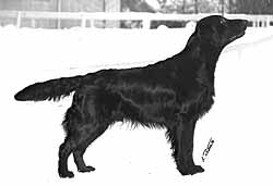 Almanza William the Conqueror