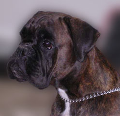 gloria degli scrovegni