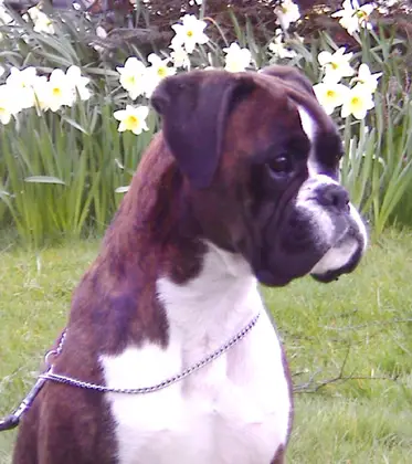 Phylomeen v. Alkaios