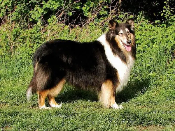 Tosca von der Prignitzer Flur