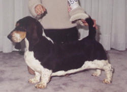 Deanery's Black Velvet