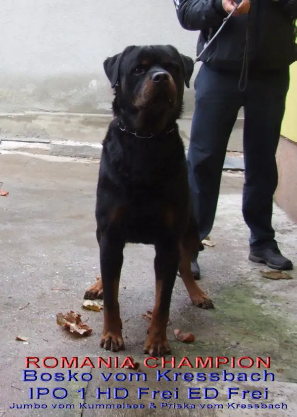 ROMANIA CHAMPION Bosko vom Kressbach