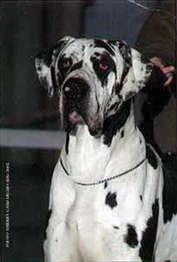 Owen du Castel de la Roche Aux Fees