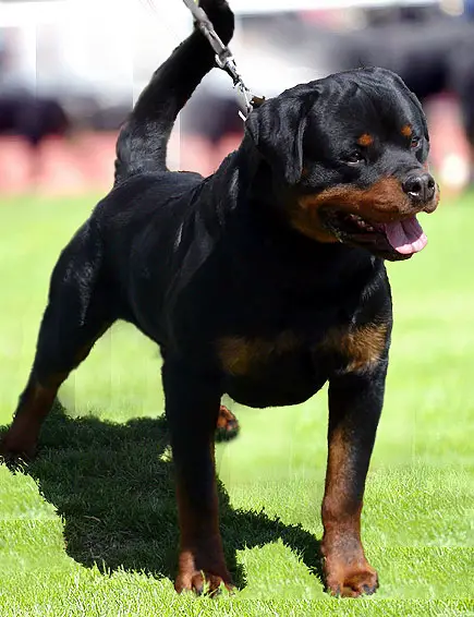 Hasso from House Rotvis