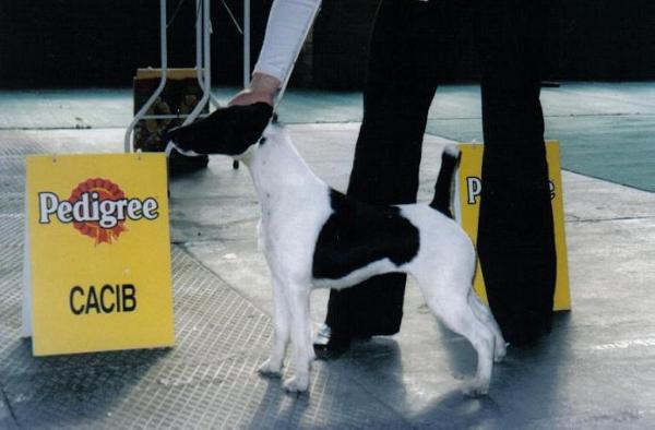 HAPPY DOLL Kawalkada