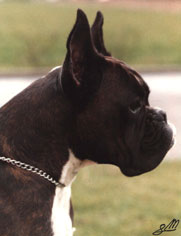 Hiska degli Scrovegni