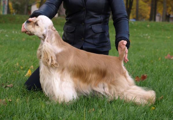 LTCH, BOB, BIG-3 Elegance and Charm is Biruliskiu