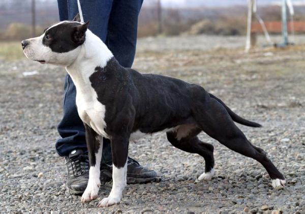 Mayr's and Shawki's Georgia