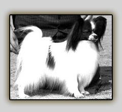 INT, NORD, AM, IT CH, WW-96 Connection Mac Memory